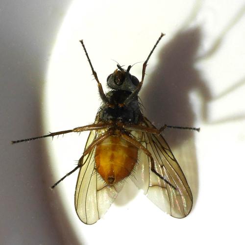 Phaonia subventa